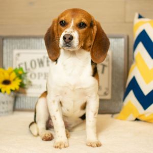 Beagle Puppy Lulu