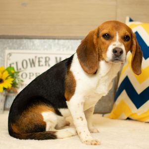 Beagle Puppy Lulu