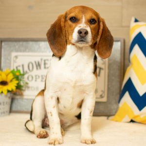 Beagle Puppy Lulu