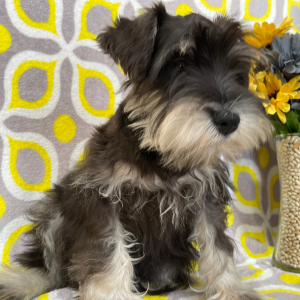 Miniature Schnauzer Puppy Elvin