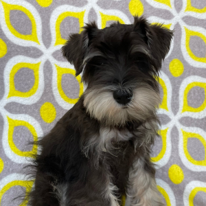 Miniature Schnauzer Puppy Elvin