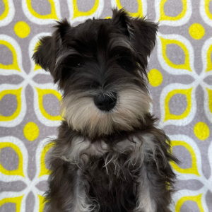 Miniature Schnauzer Puppy Elvin
