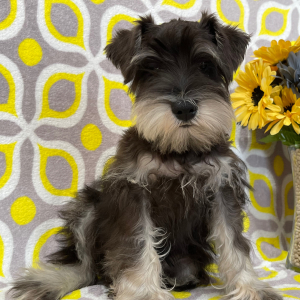Miniature Schnauzer Puppy Elvin