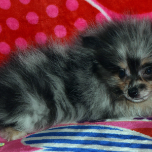 Pomeranian Puppy Fiera