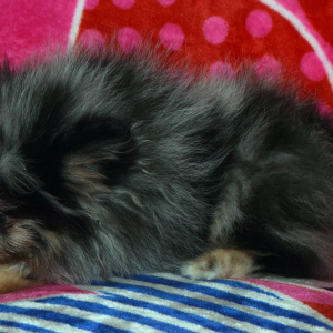 Pomeranian Puppy Fiera