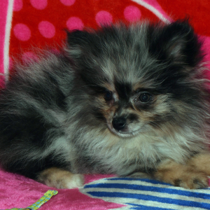 Pomeranian Puppy Fiera