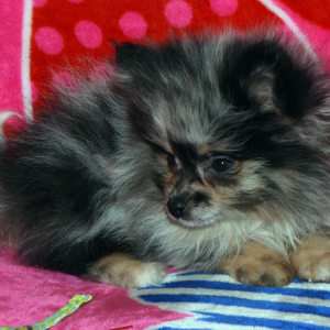 Pomeranian Puppy Fiera