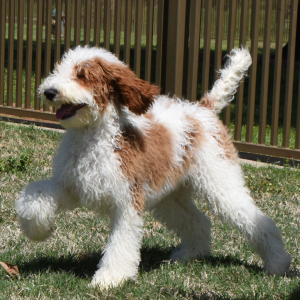 Poodle Puppy Traeger