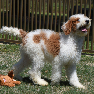 Poodle Puppy Traeger