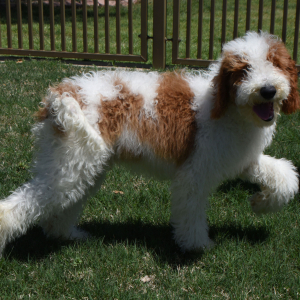 Poodle Puppy Traeger