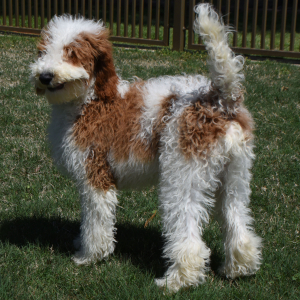 Poodle Puppy Traeger