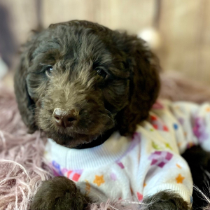 Cockapoo Puppy Penny