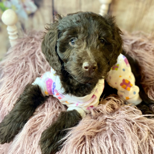 Cockapoo Puppy Penny