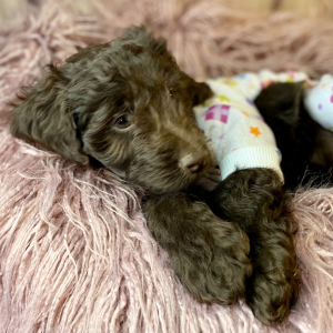 Cockapoo Puppy Penny