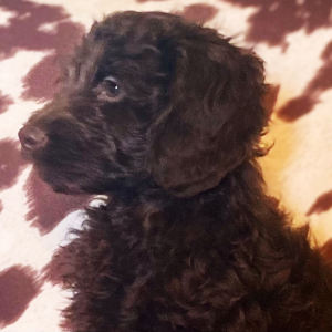 Cockapoo Puppy Penny