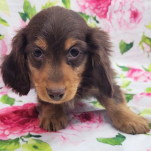 Dachshund Puppy Gasperson