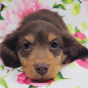 Dachshund Puppy Gasperson