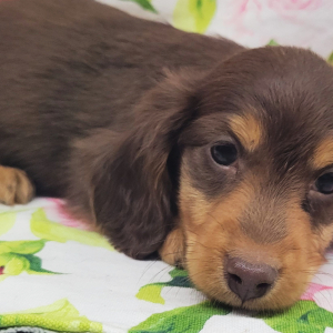 Dachshund Puppy Gasperson