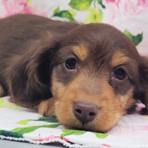 Dachshund Puppy Gasperson