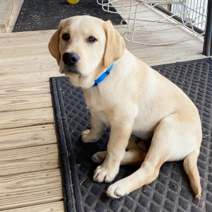 Labrador Retriever Puppy Birch