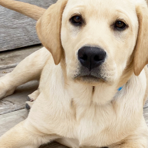 Labrador Retriever Puppy Birch