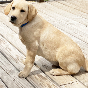 Labrador Retriever Puppy Birch