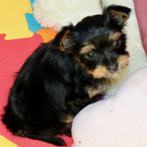 Morkie Puppy Jack