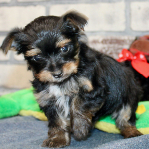 Morkie Puppy Jack