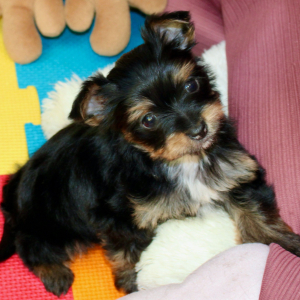 Morkie Puppy Jack