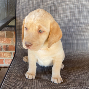 Labrador Retriever Puppy Willa