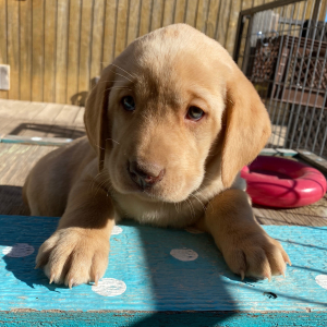 Labrador Retriever Puppy Willa