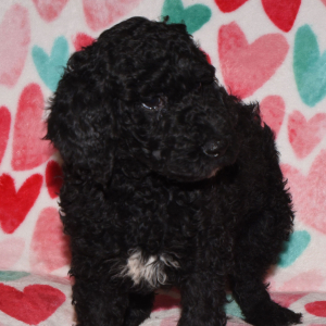 Poodle Puppy Reece