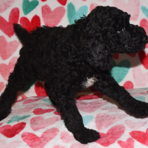 Poodle Puppy Reece