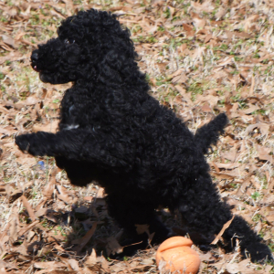 Poodle Puppy Reece