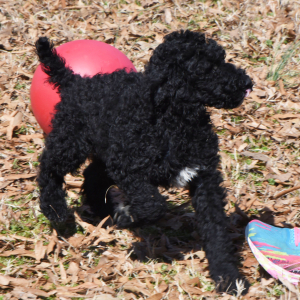 Poodle Puppy Reece