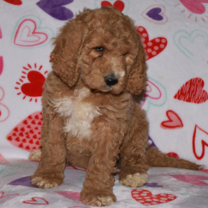 Labradoodle Puppy AnnaBelle
