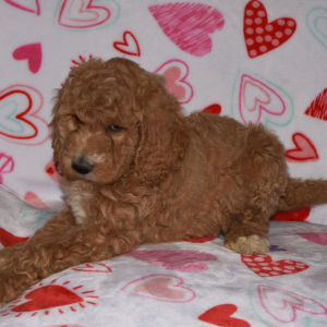 Labradoodle Puppy AnnaBelle