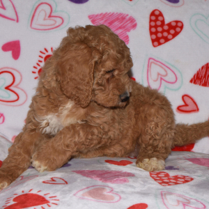 Labradoodle Puppy AnnaBelle