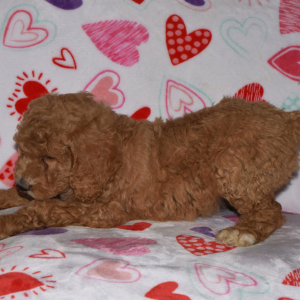 Labradoodle Puppy AnnaBelle