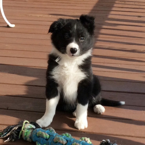 Border Collie Puppy Lola
