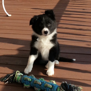 Border Collie Puppy Lola
