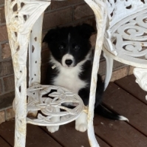 Border Collie Puppy Lola