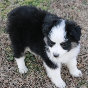 Australian Shepherd Puppy Dalley