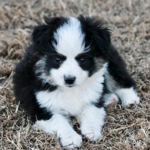 Australian Shepherd Puppy Dalley