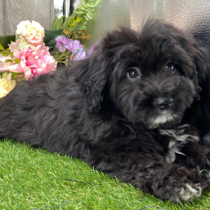 Havanese Puppy Wayne