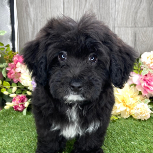 Havanese Puppy Wayne