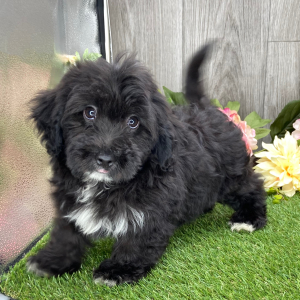 Havanese Puppy Wayne