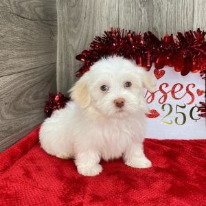 Havanese Puppy Chia