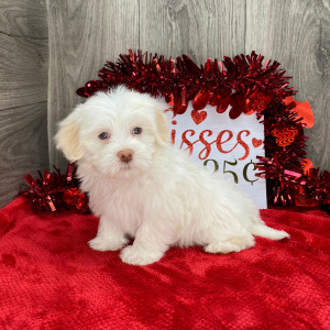 Havanese Puppy Chia