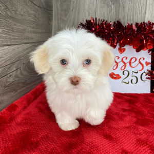 Havanese Puppy Chia